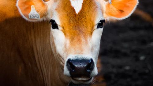 五,看牛眼识别怀孕母牛瞳孔的正上方虹膜上出现3条特别显露的竖立血管