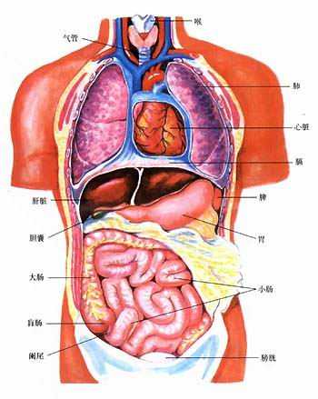 男性人体结构图 人体内脏器官结构分布图详解