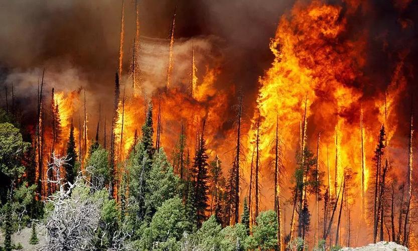 自然森林火灾保险计划 森林可以承保吗