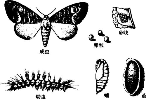 幼虫蚕食叶片,常致茶丛光秃,且为害油茶.