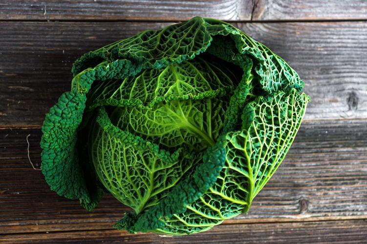 皱叶甘蓝 savoy cabbage (brassica oleracea, spp.