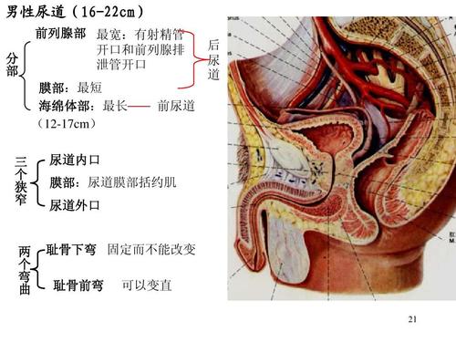 开口和前列腺排 泄管开口 膜部:最短 海绵体部:最长 (12-17cm) 前尿道