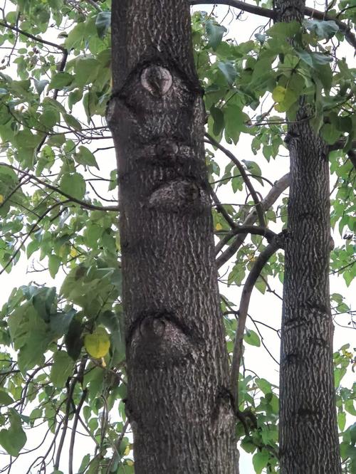 这是什么摄魂树吗太恐怖了