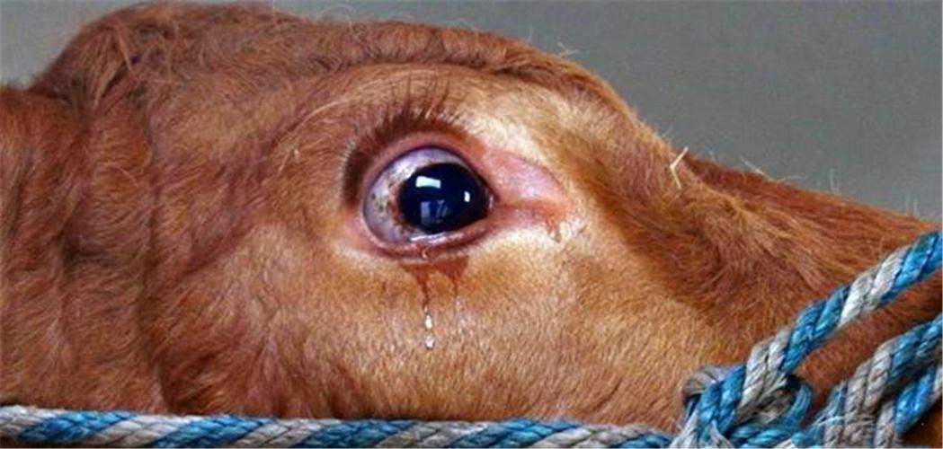 母牛以为自己产不下奶将被杀,默默流泪,直到志工带它来到这