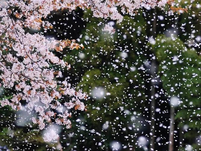 桜吹雪(さくらふぶき)樱花纷纷飘落,如下雪一般的景象.
