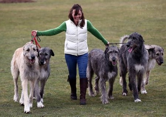 狗中巨人:这6种狗狗,站起来不低于一米八!