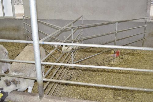 羔羊补饲栏主要用于羔羊补饲.