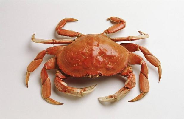螃蟹是一个种类繁多需求量又大的物种,在我国螃蟹的资源非常丰富,各种