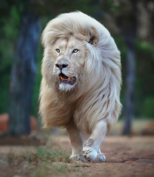 英国野生动物摄影师,因拍摄的狮子太震撼,被传神秘失踪