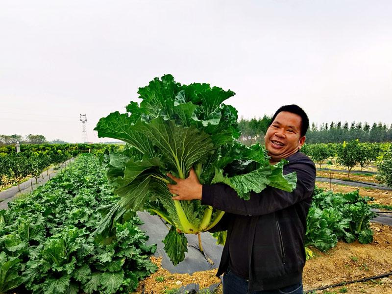 宾阳县黎塘镇大白菜喜获丰收亩产超11500公斤