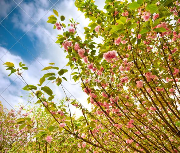 日本花瓣绿色樱花植物蓝色户外粉色花春天图片