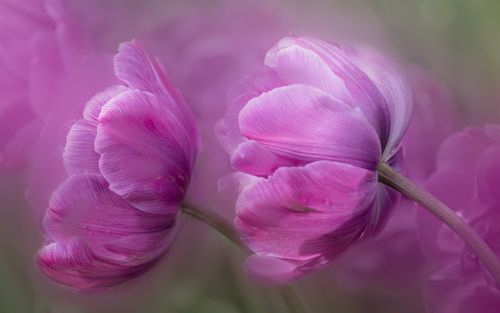 壁纸 紫色郁金香微距摄影,花瓣