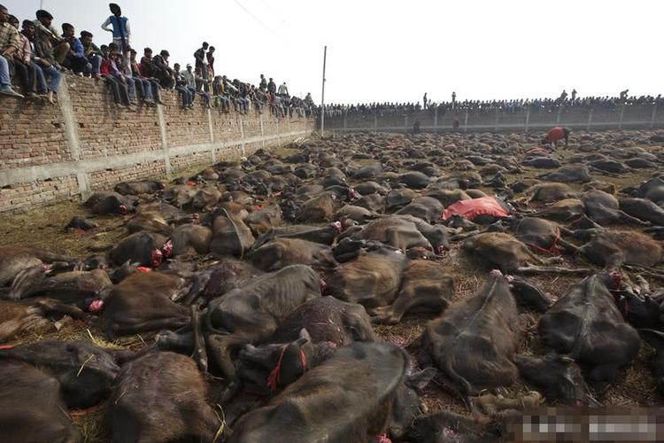 印度教教徒屠杀上万水牛,祭祀神灵祈福,屠宰场内尸横遍野