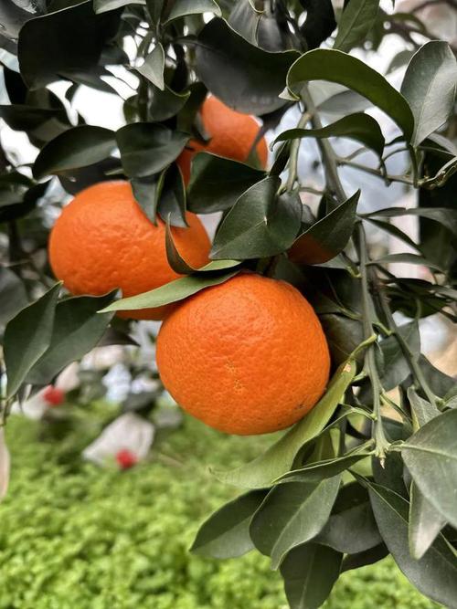 橘子|柑橘|柑桔|种植|国产榴莲_网易订阅