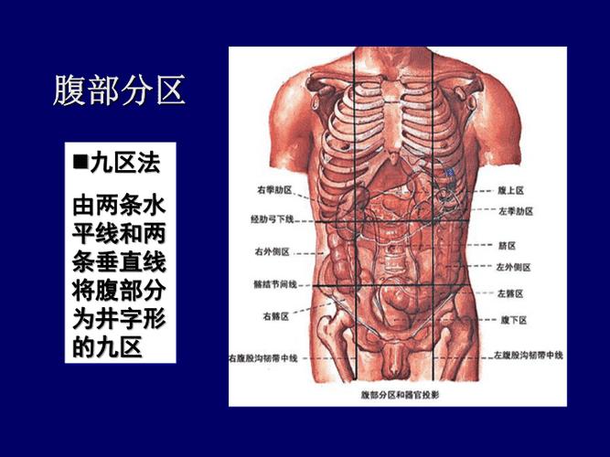 基底,下至耻骨联合和腹股沟后面:以肋骨,脊柱,骨盆,骶骨为支架侧面:上