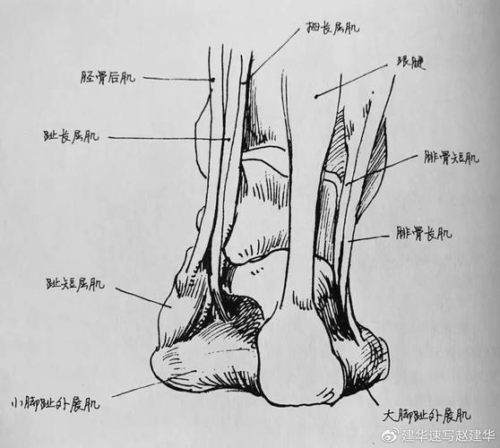 第四组包括四个肌腱:第三腓骨肌.趾长伸肌,拇长伸肌和胫骨前肌.