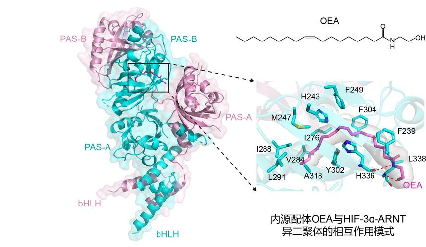 武大雷教授团队主要针对转录因子相关的靶标蛋白,从事结构与分子药理