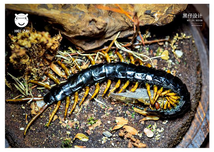 老挝巨人蜈蚣生态标本