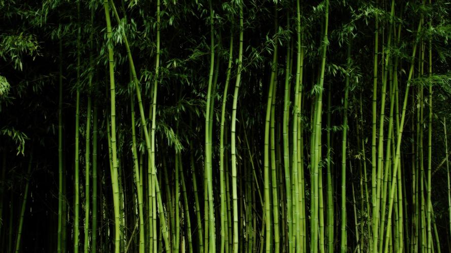 高大的竹子壁纸,高清图片,壁纸,自然风景-桌面城市