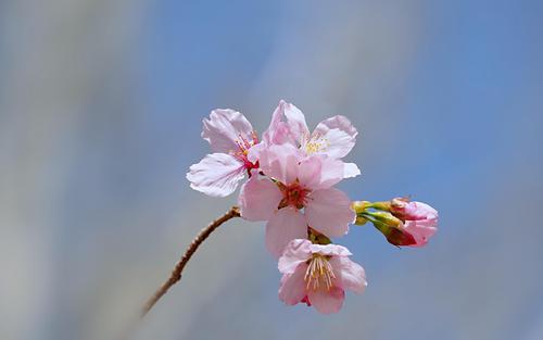 电脑壁纸 花卉 鲜花 春日的清新樱花摄影图