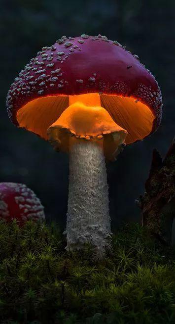 夜晚还能发光哦~蘑菇会吐雾气,真是世间罕见神秘的海底世界还藏着多少