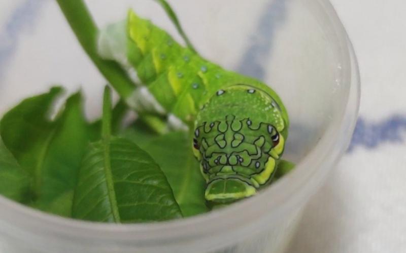 开箱超美的蝴蝶幼虫:绿带翠凤蝶幼虫