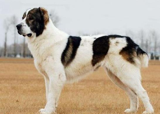 世界十大巨型犬种排名,中亚牧羊犬战斗力强,高加索犬是犬中之王