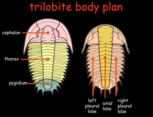 虽然在漫长的岁月中演化出各种体型和外表,但三叶虫的基本结构始终没