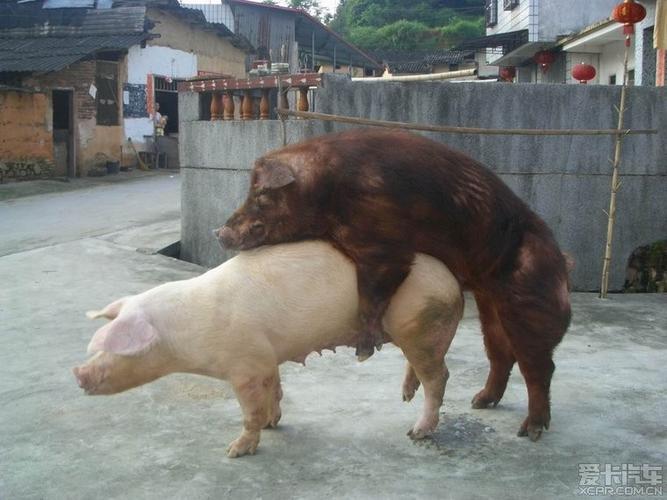 广州市人和母猪配种基地(广东市人和母猪配种养殖基地)