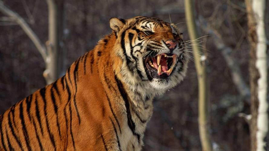盘点10大猫科动物战斗力排行榜:东北虎力压非洲狮,第1实至名归_剑齿虎