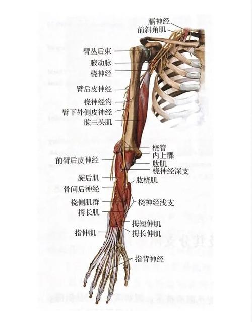 深支又称为骨间后神经,其走行围绕桡骨外侧面旋肱肌两头之间到达前臂
