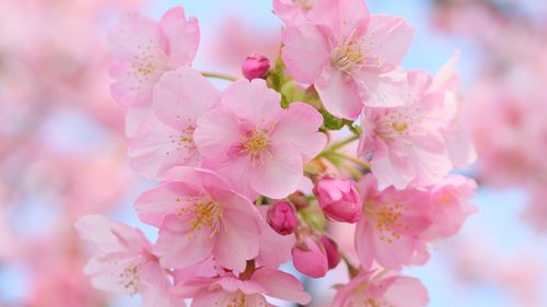 壁纸 美丽的粉红色樱花,模糊,春天
