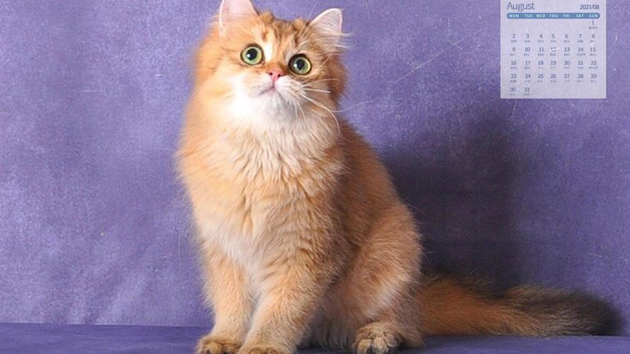 2021年8月超级呆萌可爱的小猫咪日历写真,月历壁纸-回车桌面