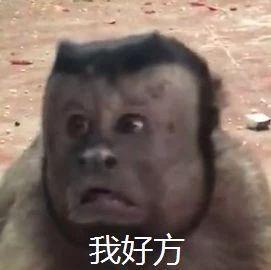 猴子表情包人脸猴子搞笑动图表情包