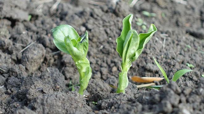 蚕豆发芽只需要一周左右的时间,豆苗抗寒,有些弱一点的种子刚出头可能