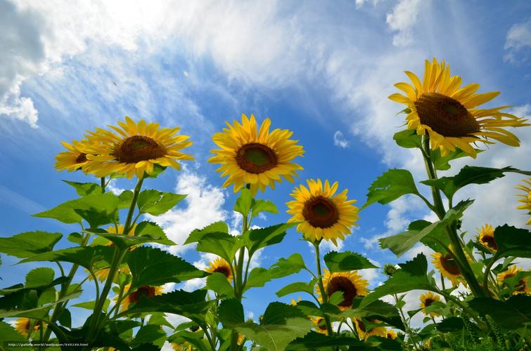 下载壁纸 向日葵, 花卉, 天空 免费为您的桌面分辨率的壁纸 4928x3264