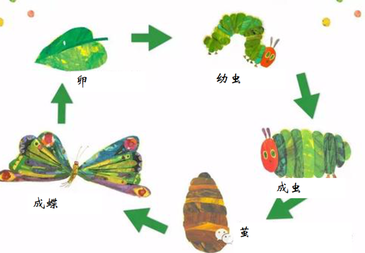 老师:小朋友毛毛虫的一生要经过卵,幼虫,成虫,茧最后化蝶再产卵.