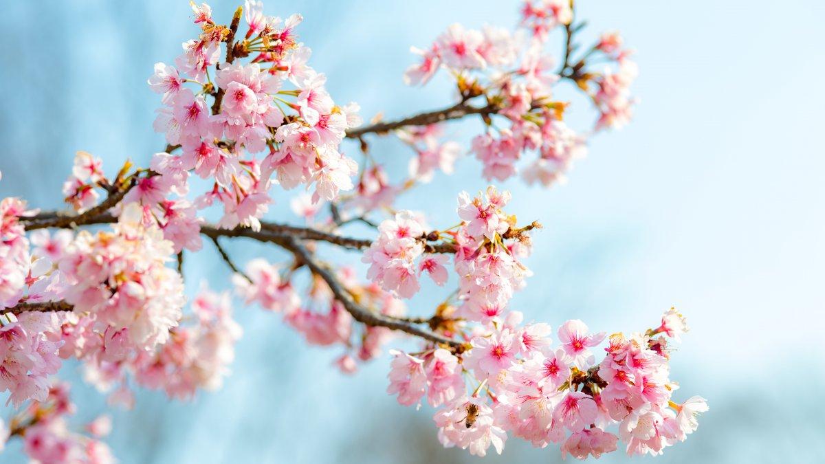 春天粉红色樱花图片图片