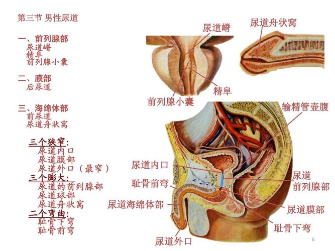 尿道 前列腺部 尿道膜部 耻骨下弯 6