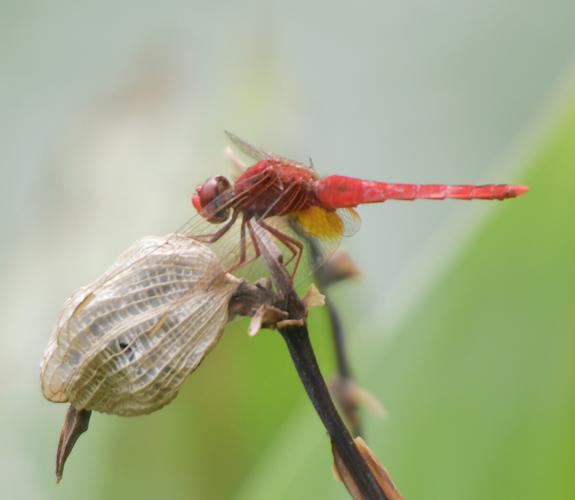 合肥红辣椒蜻蜓在初秋的微风下落在芦苇梢头上美极了