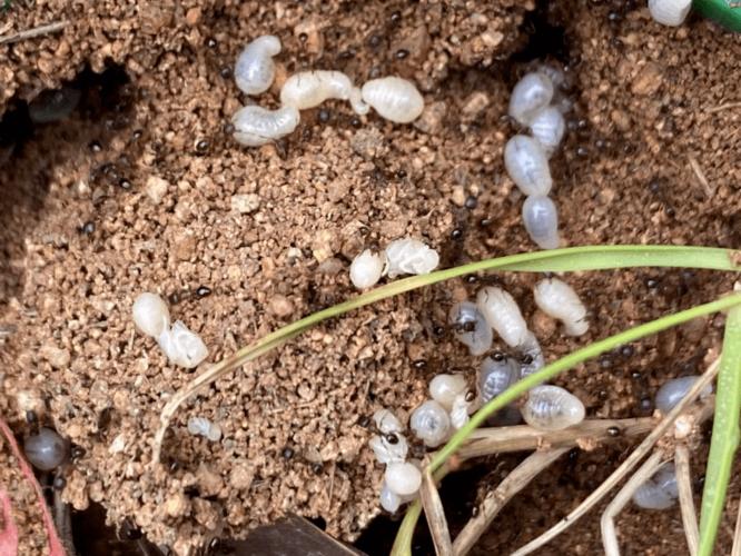 白蚁幼虫及虫卵