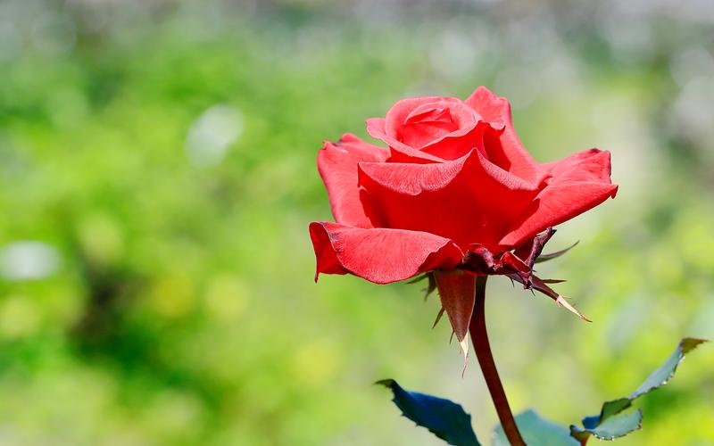 红玫瑰微距摄影唯美高清图片桌面壁纸-植物壁纸-手机壁纸下载-美桌网