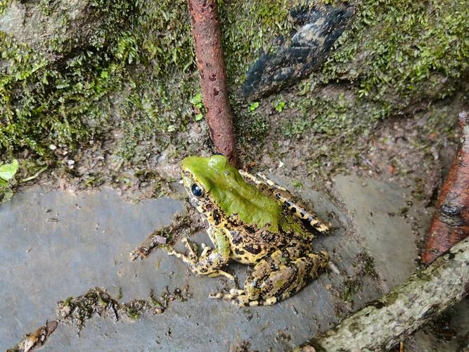 四川唐家河国家级自然保护区绿臭蛙