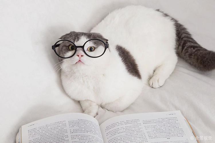 戴眼镜框的猫图片_戴眼镜框的猫高清图片_全景视觉