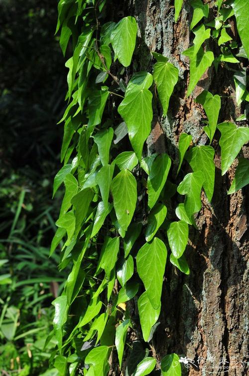 中华常春藤hedera nepalensis var. sinensis-花卉图片网