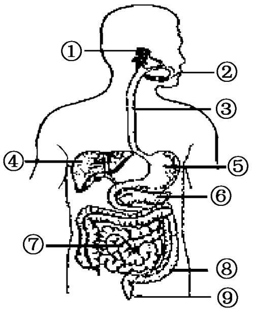 (5分)下图是人体消化系统组成的示意图,请根据图回答下列问题:(1)图