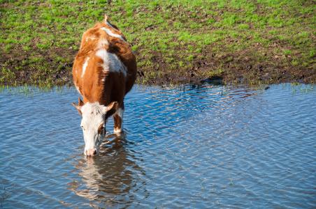 牛喝水图片