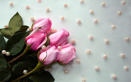 粉红玫瑰,水滴,珠子 1242x2688 iphone 11 pro/xs max 壁纸,图片,背景