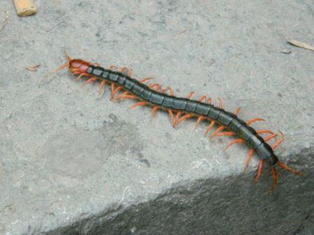 细长很多脚像蜈蚣的虫子 海里像蜈蚣一样的虫子