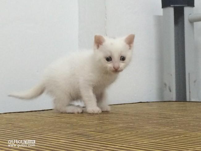 家里猫咪生了一只纯白色的猫,母猫是狸花猫只生了这一只,想问一下纯